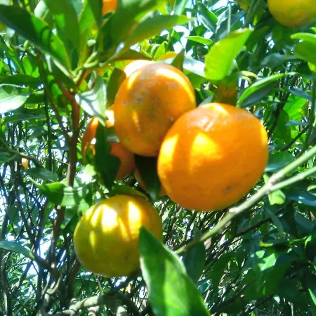 Casa L&m - Refugio Com Horta Biologica Certificada * Lajes das Flores