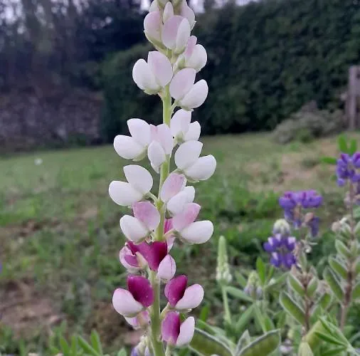 Διαμέρισμα Casa L&m - Refugio Com Horta Biologica Certificada Lajes das Flores