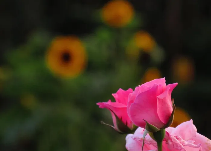 Διαμέρισμα Casa L&m - Refugio Com Horta Biologica Certificada