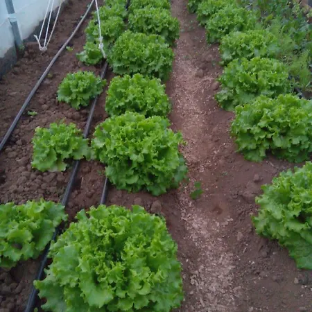 Casa L&m - Refúgio Com Horta Biológica Certificada