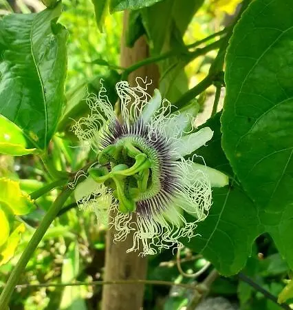 Casa L&m - Refúgio Com Horta Biológica Certificada Apartamento Lajes das Flores