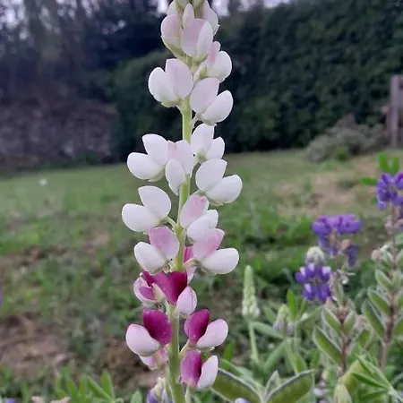 Apartamento Casa L&m - Refúgio Com Horta Biológica Certificada Lajes das Flores