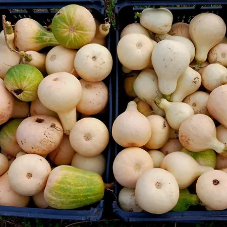 Casa L&m - Refugio Com Horta Biologica Certificada Appartement *