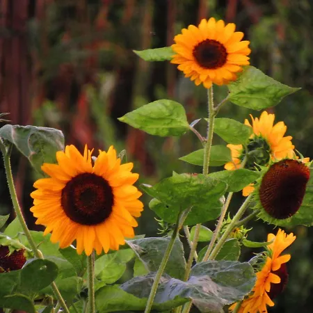 Casa L&m - Refugio Com Horta Biologica Certificada Appartement