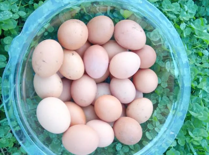 Lejlighed Casa L&m - Refugio Com Horta Biologica Certificada *