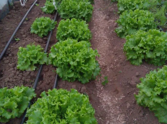 Casa L&m - Refugio Com Horta Biologica Certificada