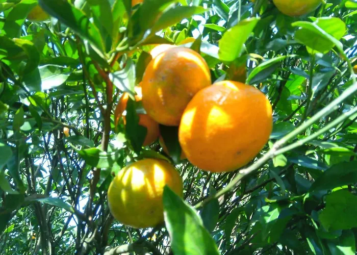 Casa L&m - Refugio Com Horta Biologica Certificada * Lajes das Flores
