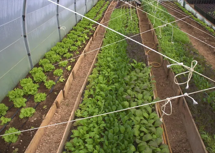 Casa L&m - Refugio Com Horta Biologica Certificada Lejlighed Lajes das Flores