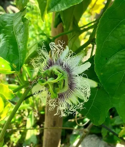 Casa L&m - Refugio Com Horta Biologica Certificada شقة Lajes das Flores