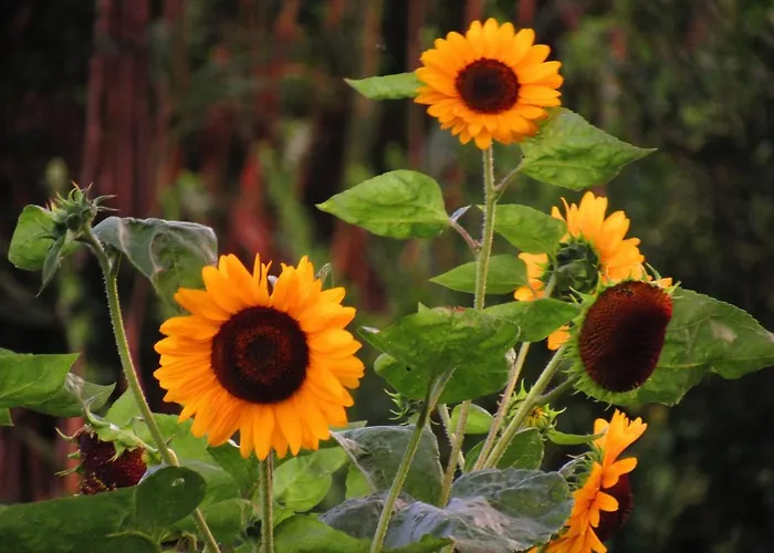 Casa L&m - Refugio Com Horta Biologica Certificada Lejlighed